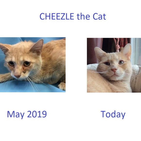 Meet your Posher - Picture 4 of 4